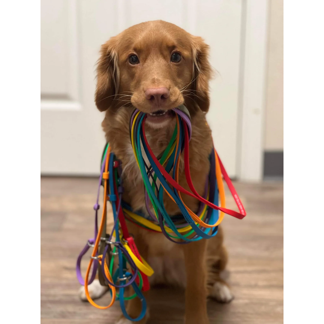 BioThane Slip Leash