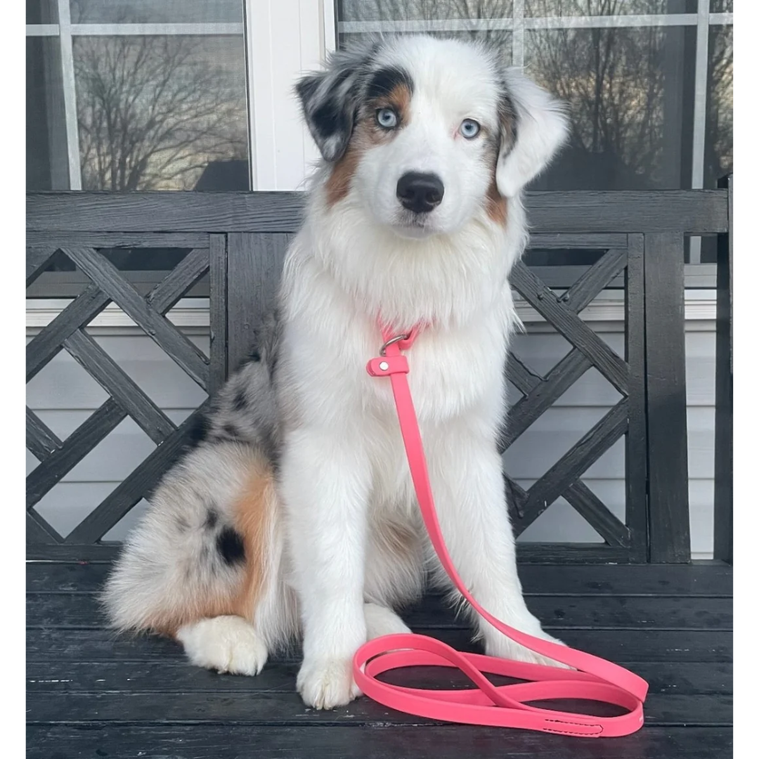 BioThane Slip Leash