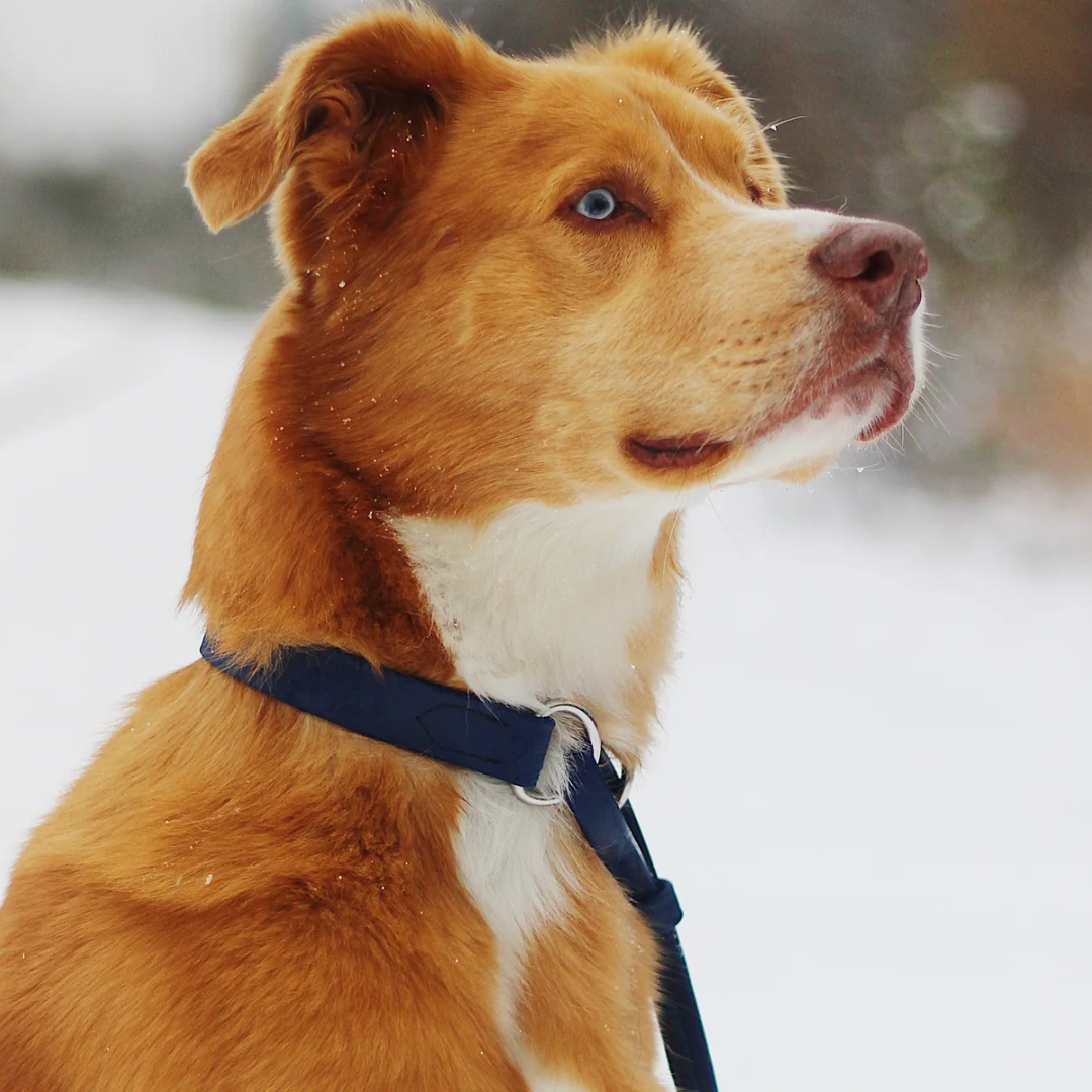 BioThane Sighthound Style Solid Color Martingale Leash 